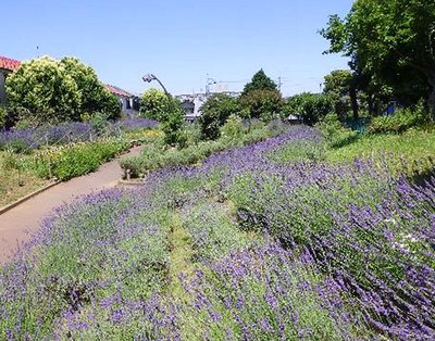 🌳 우키타 공원 이미지 2